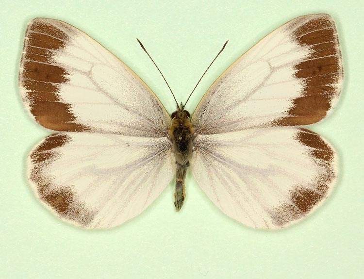 Pieris napi female (aberrant form funebris) (Internet Image property of respective owner, non-commercial use only)